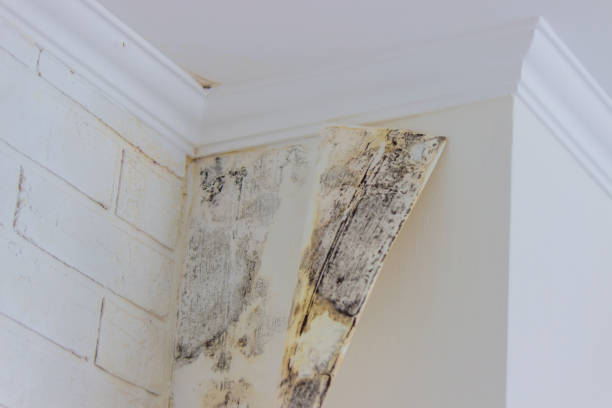 Water damage restoration mold remediation in Wichita Falls, TX